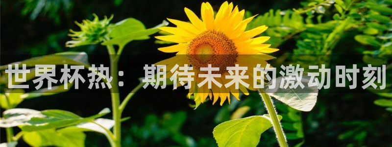 美洲杯直播：世界杯热：期待未来的激动时刻